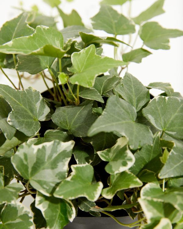 English Ivy Glacier - Image 10
