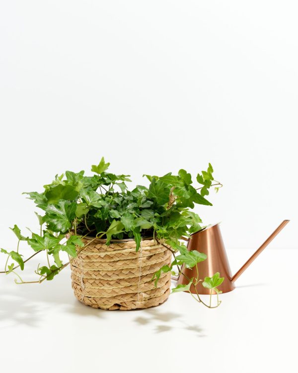 English Ivy Plant (Hedera helix) - Image 6