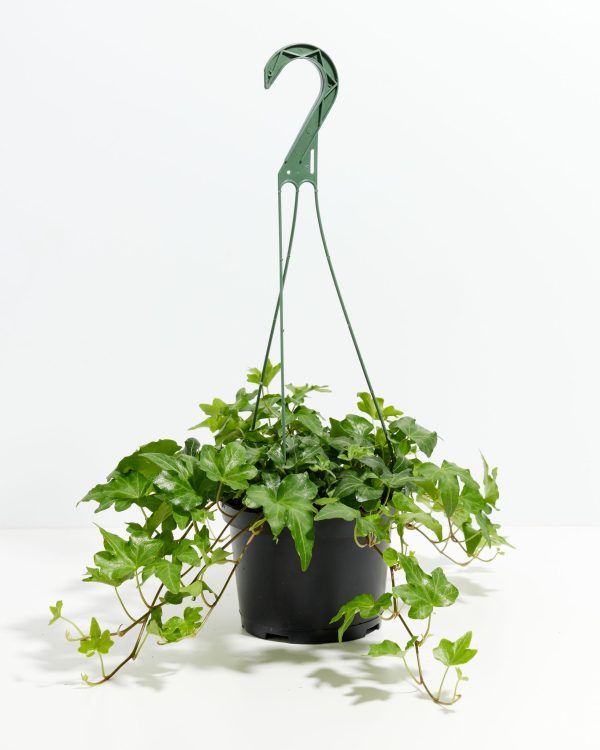 English Ivy Plant (Hedera helix) - Image 5