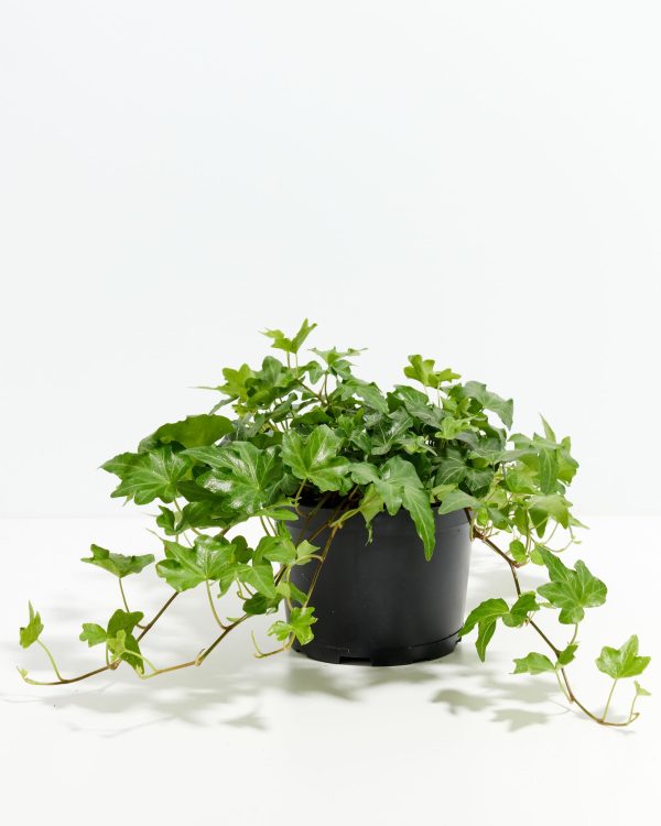 English Ivy Plant (Hedera helix) - Image 4