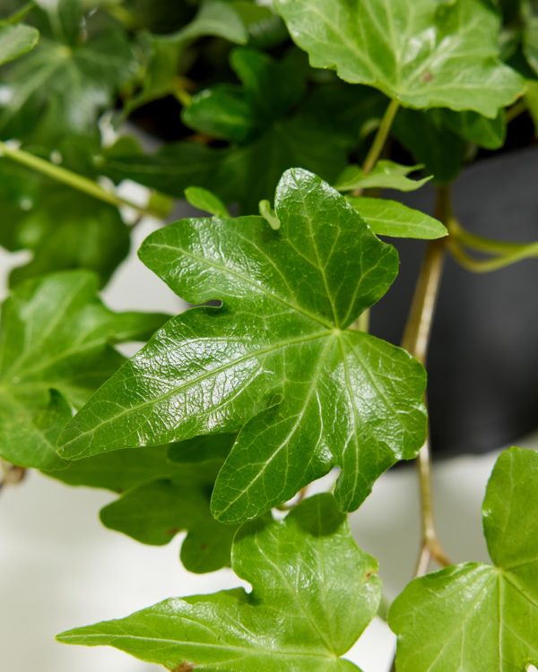 English Ivy Plant (Hedera helix) - Image 2