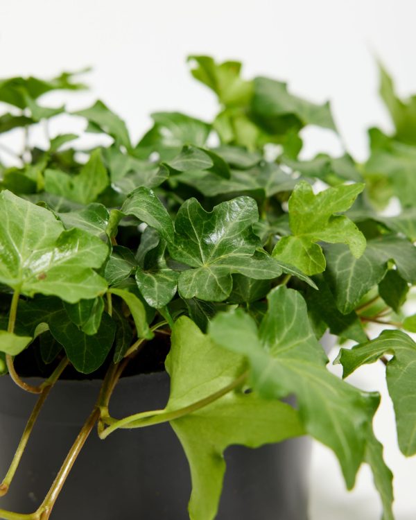 English Ivy Plant (Hedera helix) - Image 3