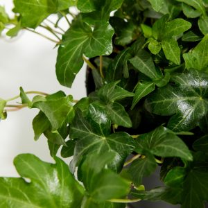 English Ivy Plant (Hedera helix)