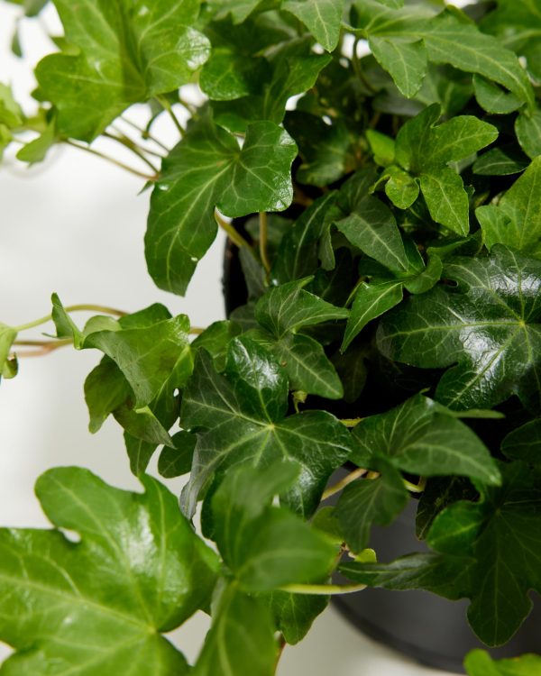 English Ivy Plant (Hedera helix)