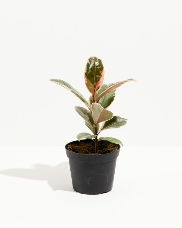 Ficus Tineke (elastica) - Image 8