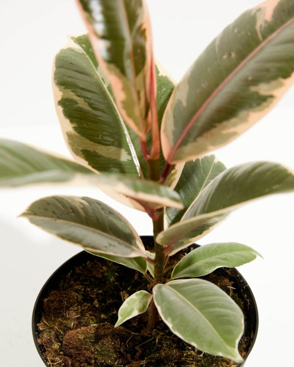 Ficus Tineke (elastica) - Image 6