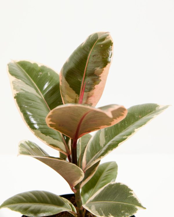 Ficus Tineke (elastica) - Image 7