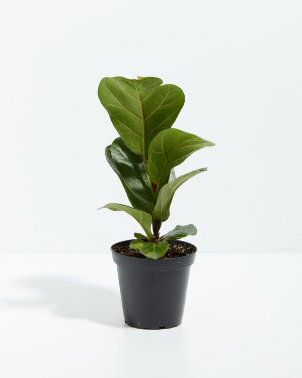 Fiddle Leaf Fig Tree (Ficus Lyrata) - Image 4