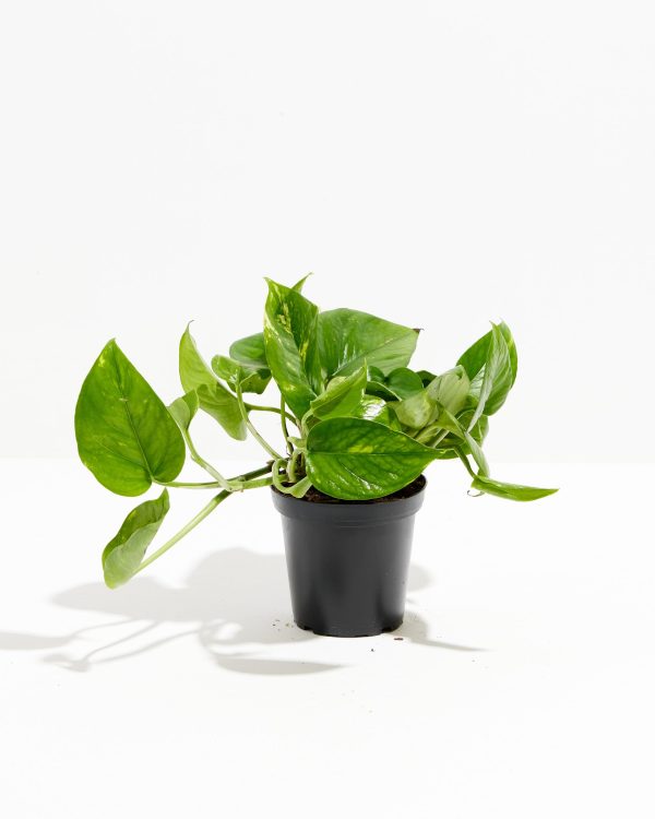 Golden Pothos Plant - Image 15