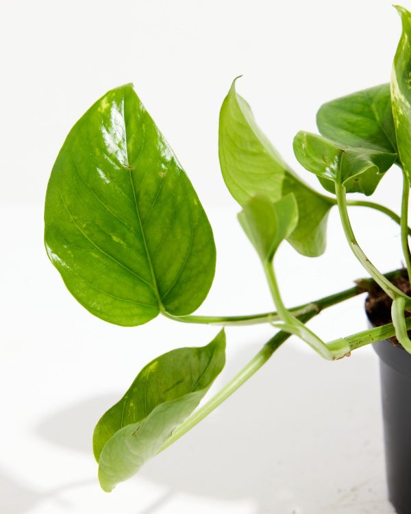 Golden Pothos Plant - Image 13