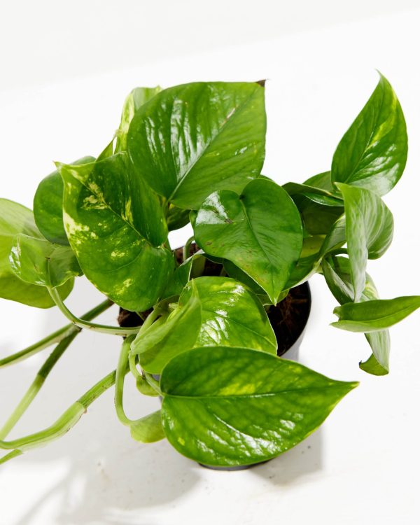 Golden Pothos Plant - Image 14