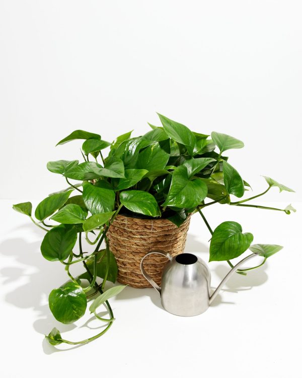 Golden Pothos Plant - Image 12
