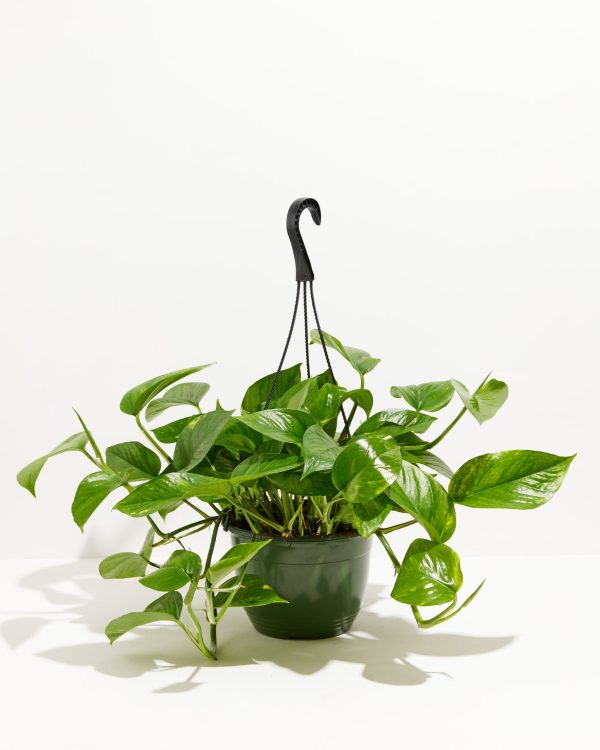 Golden Pothos Plant - Image 8
