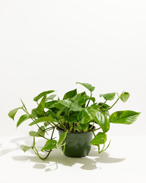 Golden Pothos Plant - Image 9