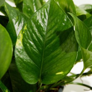 Golden Pothos Plant