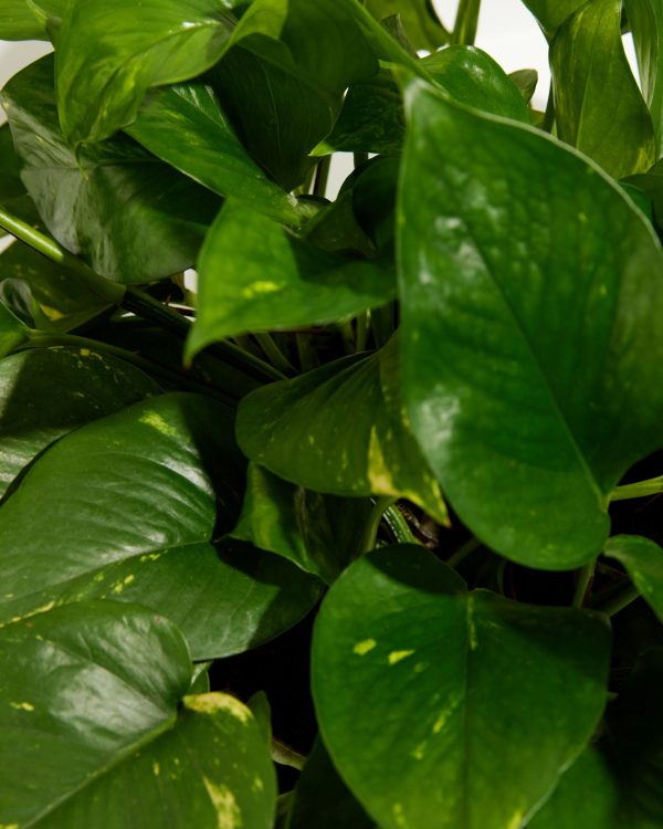 Golden Pothos Plant - Image 2