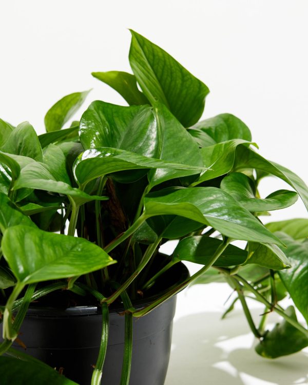 Golden Pothos Plant - Image 10