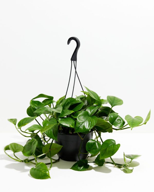 Golden Pothos Plant - Image 11