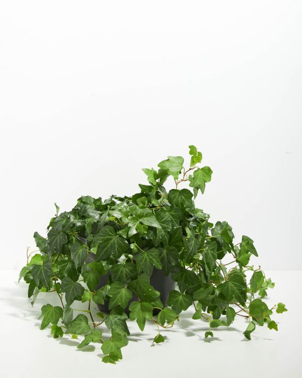 English Ivy Plant (Hedera helix) - Image 8