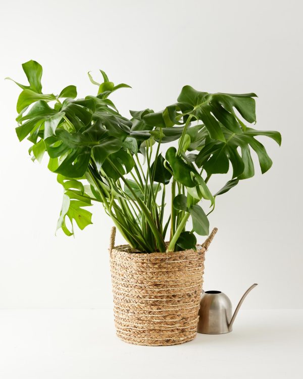 Monstera Deliciosa (Split Leaf Philodendron) - Image 15