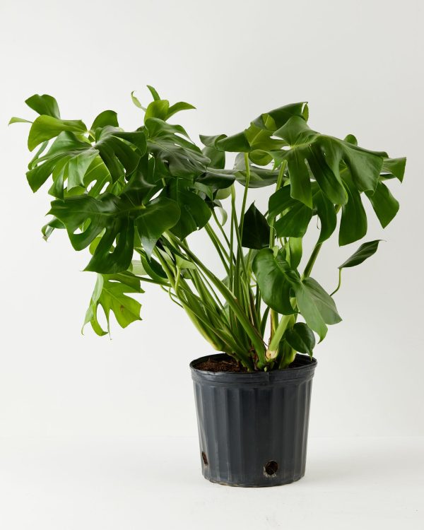 Monstera Deliciosa (Split Leaf Philodendron) - Image 14