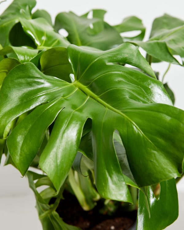 Monstera Deliciosa (Split Leaf Philodendron) - Image 3
