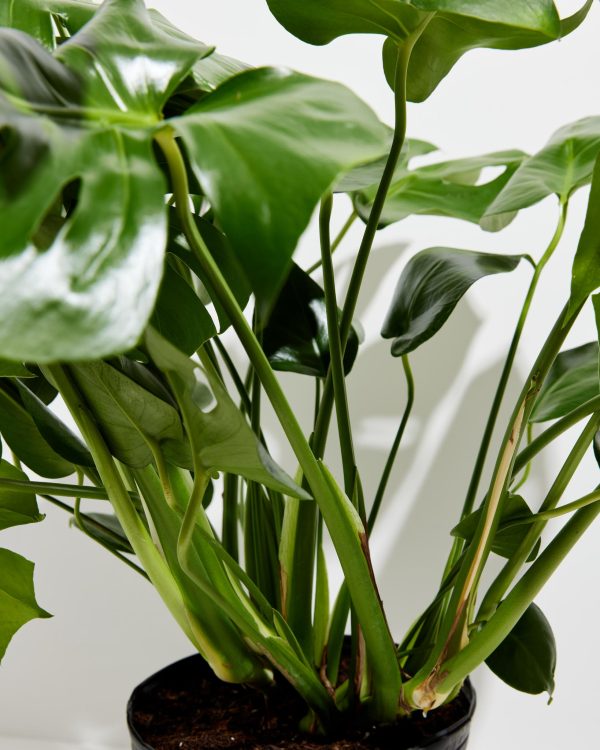 Monstera Deliciosa (Split Leaf Philodendron) - Image 6