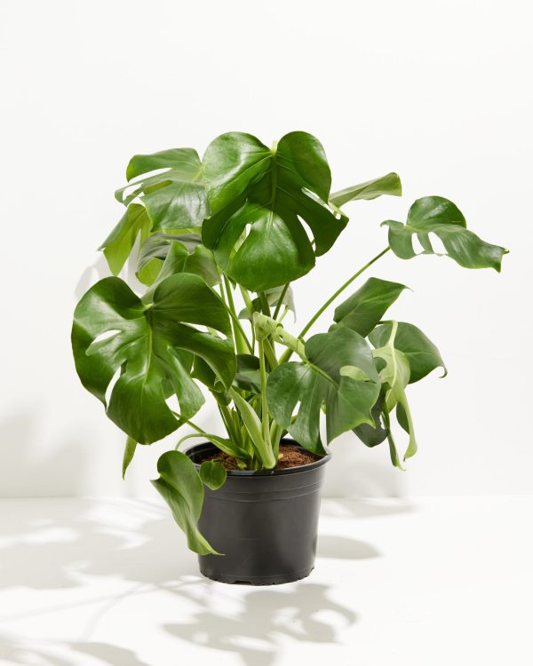 Monstera Deliciosa (Split Leaf Philodendron) - Image 16