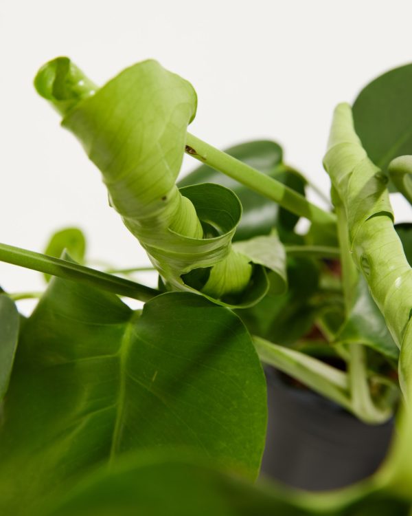 Monstera Deliciosa (Split Leaf Philodendron) - Image 4