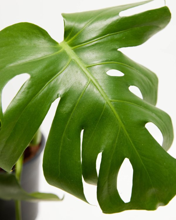 Monstera Deliciosa (Split Leaf Philodendron) - Image 2