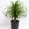 Ponytail Palm Tree - Image 9