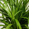 Ponytail Palm Tree - Image 10