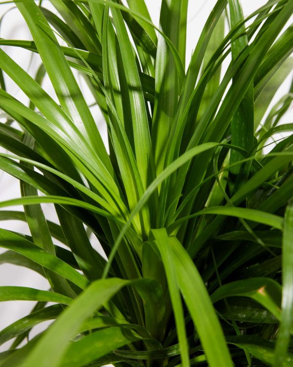 Ponytail Palm Tree - Image 10