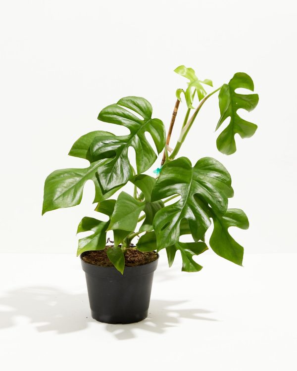 Philodendron Ginny (Mini Monstera) - Image 3
