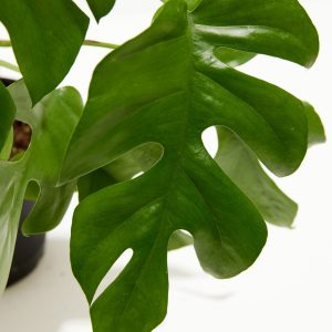 Philodendron Ginny (Mini Monstera)