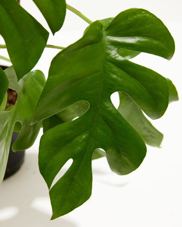 Philodendron Ginny (Mini Monstera)