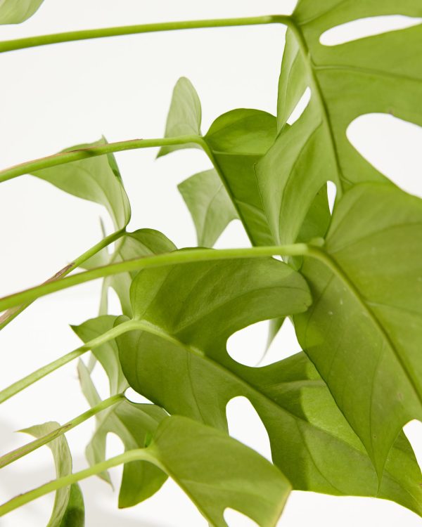 Philodendron Ginny (Mini Monstera) - Image 2