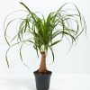 Ponytail Palm Tree - Image 15