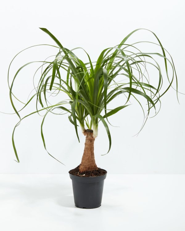 Ponytail Palm Tree - Image 15