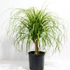 Ponytail Palm Tree - Image 13
