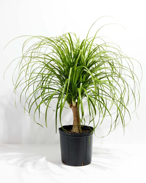 Ponytail Palm Tree - Image 13