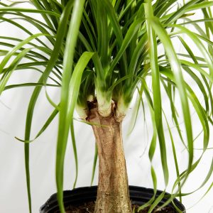 Ponytail Palm Tree