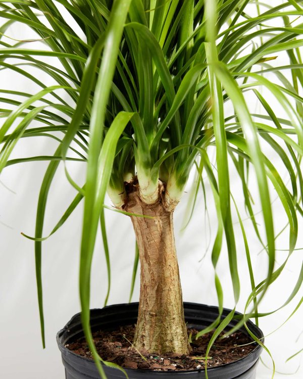 Ponytail Palm Tree