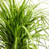 Ponytail Palm Tree - Image 11