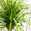 Ponytail Palm Tree - Image 12