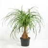 Ponytail Palm Tree - Image 14