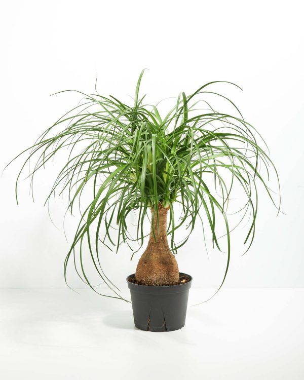Ponytail Palm Tree - Image 14