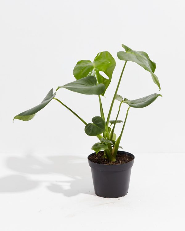 Monstera Deliciosa (Split Leaf Philodendron) - Image 9
