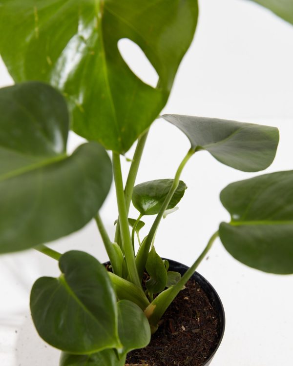 Monstera Deliciosa (Split Leaf Philodendron) - Image 7