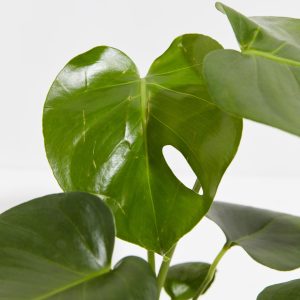Monstera Deliciosa (Split Leaf Philodendron)